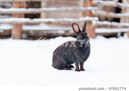 Beautiful, fluffy black rabbit in winter in the park Beautiful, fluffy black rabbit in winter in the park 97692774