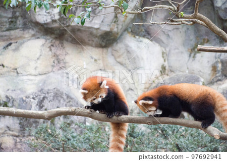 Redress Panda on a tree 97692941
