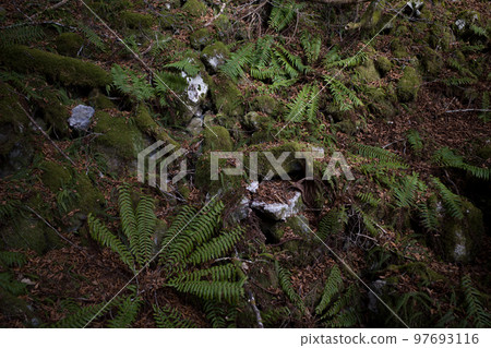 A group of ferns 97693116