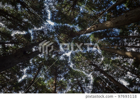 抬頭看著森林 97693118