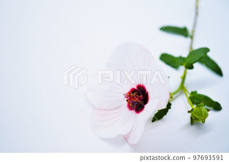 white flowers white flowers 97693591