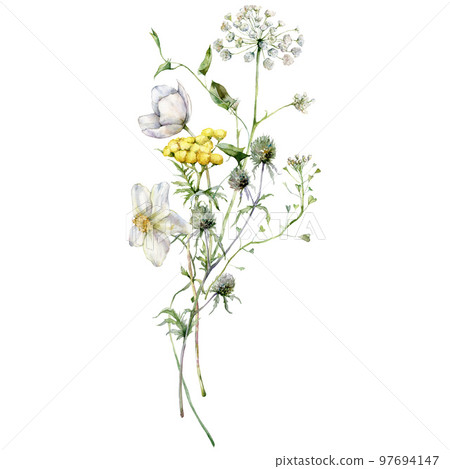 Watercolor meadow flowers bouquet of blueberry, tansy and buttercup. Hand painted floral poster of wildflowers isolated on white background. Holiday Illustration for design, print, background. 97694147