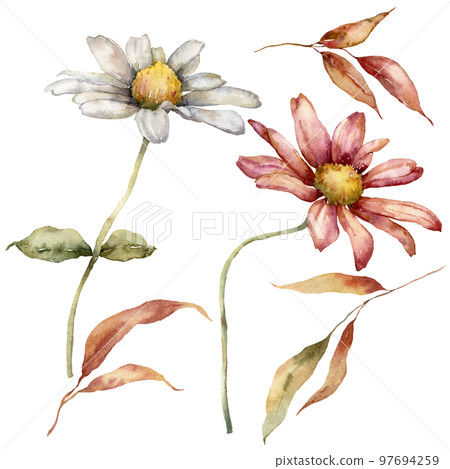 Watercolor autumn set of aster and leaves. Hand painted flowers isolated on white background. Floral illustration for design, print, fabric or background. 97694259