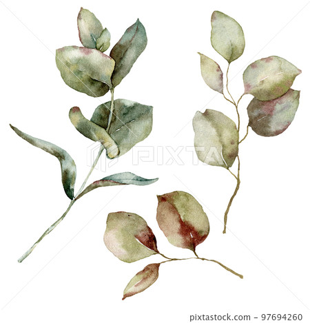 Watercolor autumn set of eucalyptus leaves on the branches. Hand painted eucalyptus isolated on white background. Plant illustration for design, print, fabric or background. 97694260