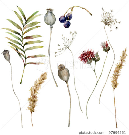 Watercolor autumn set of dry pampas grass, poppy, anise, thistle, berry and leaves. Hand painted fall plants isolated on white background. Floral illustration for design, print, fabric or background. 97694261