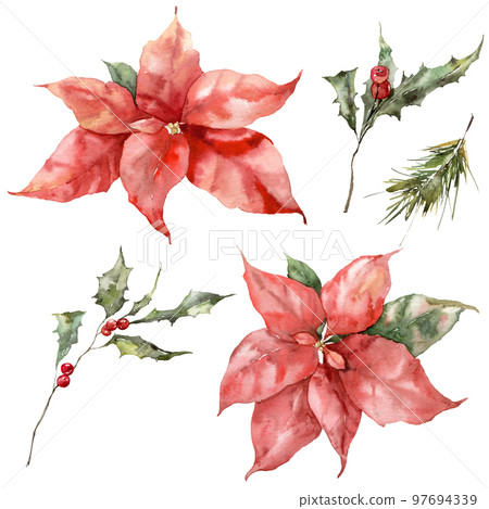 Watercolor Christmas set of poinsettia, holly, fir and pine branches. Hand painted holiday elements of flowers and plants isolated on white background. Illustration for design, print, background. Watercolor Christmas set of poinsettia, holly, fir and pine branches. Hand painted holiday elements of flowers and plants isolated on white background. Illustration for design, print, background. 97694339