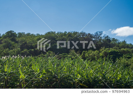 Banana garden 97694963