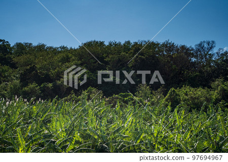 Banana garden 97694967