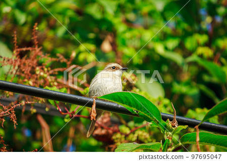 fulvetta (bird) on trees found in the morning In Doi Inthanon National Park, Thailand fulvetta (bird) on trees found in the morning In Doi Inthanon National Park, Thailand 97695047