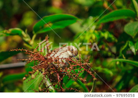fulvetta (bird) on trees found in the morning In Doi Inthanon National Park, Thailand fulvetta (bird) on trees found in the morning In Doi Inthanon National Park, Thailand 97695058