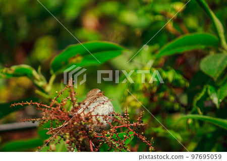 fulvetta (bird) on trees found in the morning In Doi Inthanon National Park, Thailand fulvetta (bird) on trees found in the morning In Doi Inthanon National Park, Thailand 97695059