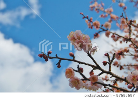 藍天和紅色花花 97695697