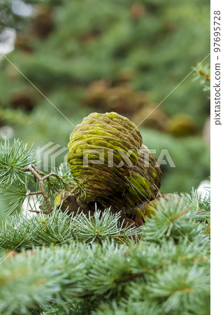 Blue Atlas Cedar cone with moss. Cedrus Atlantica tree Blue Atlas Cedar cone with moss. Cedrus Atlantica tree 97695728