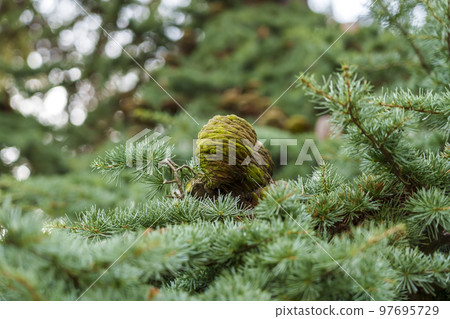 Blue Atlas Cedar cone with moss. Cedrus Atlantica tree Blue Atlas Cedar cone with moss. Cedrus Atlantica tree 97695729