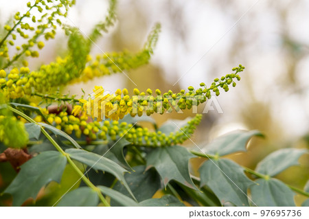 Yellow flowers of mahonia japonica close up Yellow flowers of mahonia japonica close up 97695736