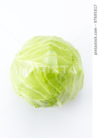 圓形綠球白菜 97695817