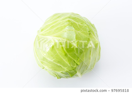 圓形綠球白菜 97695818