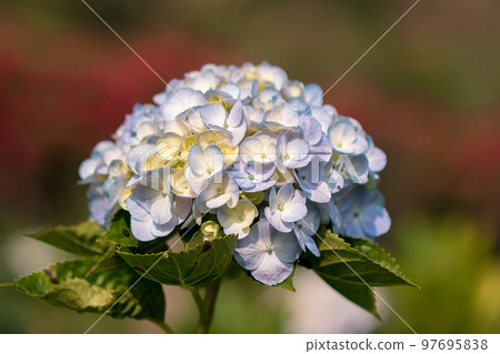 Beautiful blue hydrangeas are blooming in the garden. Beautiful blue hydrangeas are blooming in the garden. 97695838