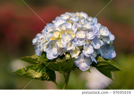 Beautiful blue hydrangeas are blooming in the garden. Beautiful blue hydrangeas are blooming in the garden. 97695839