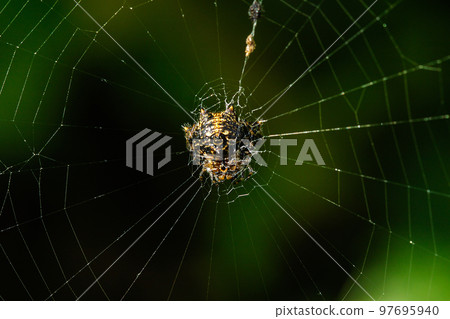 The spider is on the web. 97695940