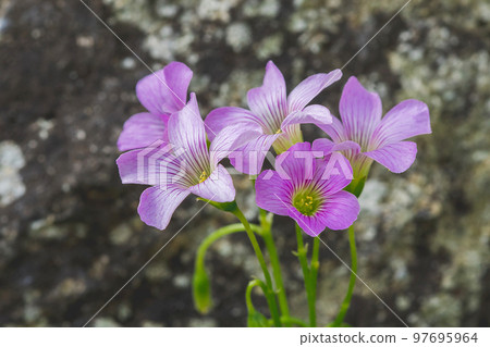 Oxalis triangularis in nature are blooming 97695964