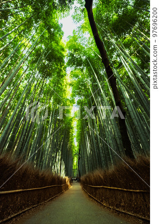京都嵐山的竹林小徑 京都嵐山的竹林小徑 97696200