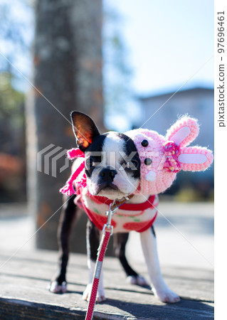Boston Terrier posing in the park Rabbit year headgear 97696461