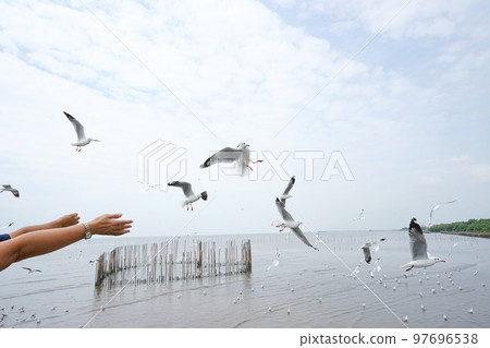 Forest, waterside, birds, green, green, overwintering, euphoria, eco, biotope, natural environment, ecological image photo Forest, waterside, birds, green, green, overwintering, euphoria, eco, biotope, natural environment, ecological image photo 97696538