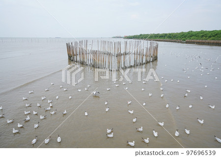 bird, birds, fowls 97696539