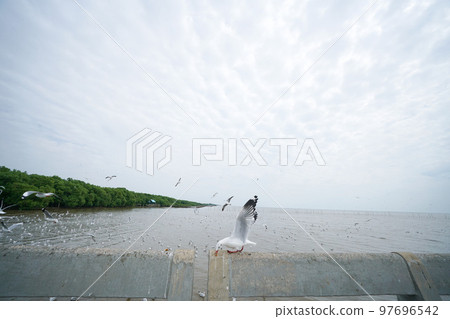 海鷗 鷗 紅嘴鷗 97696542