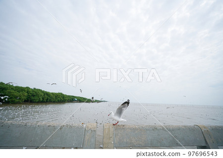 migratory bird, bird, birds 97696543