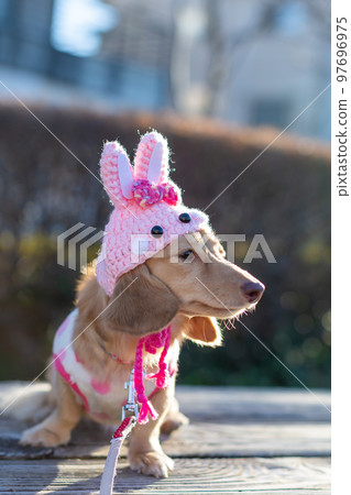 A dachshund sitting in a park Rabbit headgear 97696975