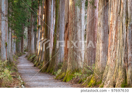 《Nagano Prefecture》 Cedar trees on the approach to Togakushi 《Nagano Prefecture》 Cedar trees on the approach to Togakushi 97697630