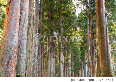 《Nagano Prefecture》 Cedar trees on the approach to Togakushi 97697641