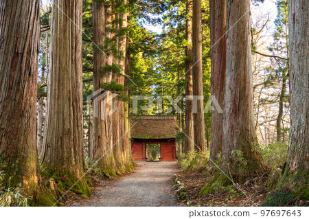 《長野縣》前往Togakure的一排雪松 97697643