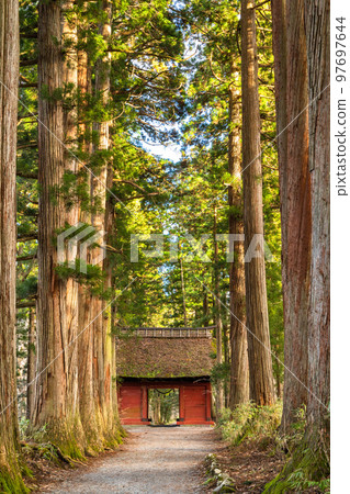 《Nagano Prefecture》 Cedar trees on the approach to Togakushi 97697644
