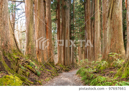 《Nagano Prefecture》 Cedar trees on the approach to Togakushi 《Nagano Prefecture》 Cedar trees on the approach to Togakushi 97697661