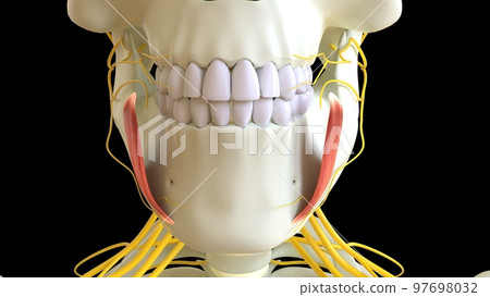 Depressor Anguli Oris Muscle anatomy for Stock Illustration