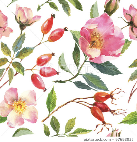 Watercolor illustration. Seamless pattern of rose hips flowers, leaves, berries on a white background. 97698035
