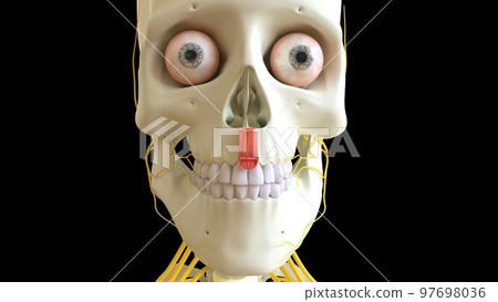 Depressor Septi Nasi muscle anatomy for medical concept 3D rendering 97698036