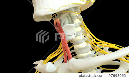 Sternohyoid Muscle anatomy for medical concept 3D rendering 97698063