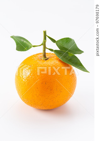 橘子 橘子 97698179