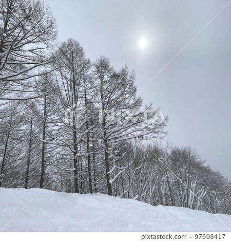 Snow scenery (trees and sun) 97698417