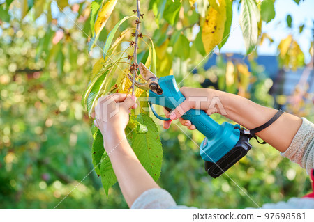 Close-up of hand with electric pruner cutting branch of sweet cherry tree in orchard 97698581