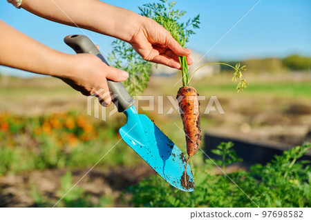 Close-up of hands with spatula digging up ripe carrots in garden bed Close-up of hands with spatula digging up ripe carrots in garden bed 97698582