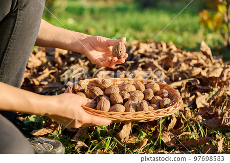 Close-up of ripe walnuts in hands of woman picking nuts in basket 97698583