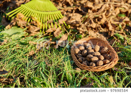 Close-up of ripe walnuts in basket under walnut tree, rake with bunch of leaves Close-up of ripe walnuts in basket under walnut tree, rake with bunch of leaves 97698584