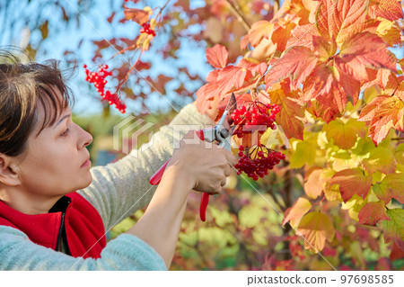 Woman with secateurs cutting branches of ripe red viburnum 97698585