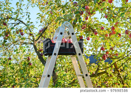 Harvesting apples in autumn garden, box with ripe red organic apples on stepladder 97698586