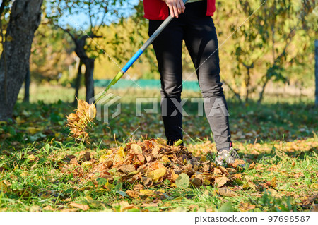 Autumn cleaning with rake of fallen leaves in garden Autumn cleaning with rake of fallen leaves in garden 97698587